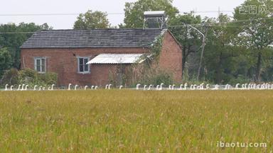 一群散养大白鹅行走在水稻田野